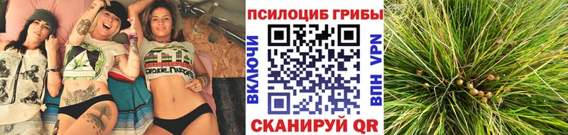 Псилоцибиновые грибы Psilocybe  Набережные Челны 